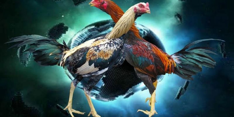 Quy luật tương sinh của màu mạng gà đá
